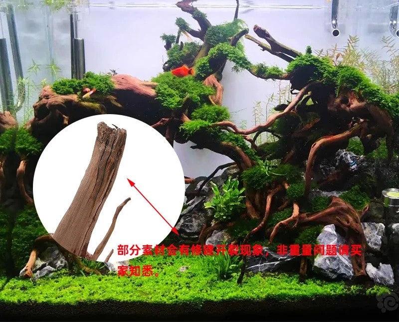 Tronco de árvore natural flutuante, apoio, tanque de peixes, réptil, cilindro,