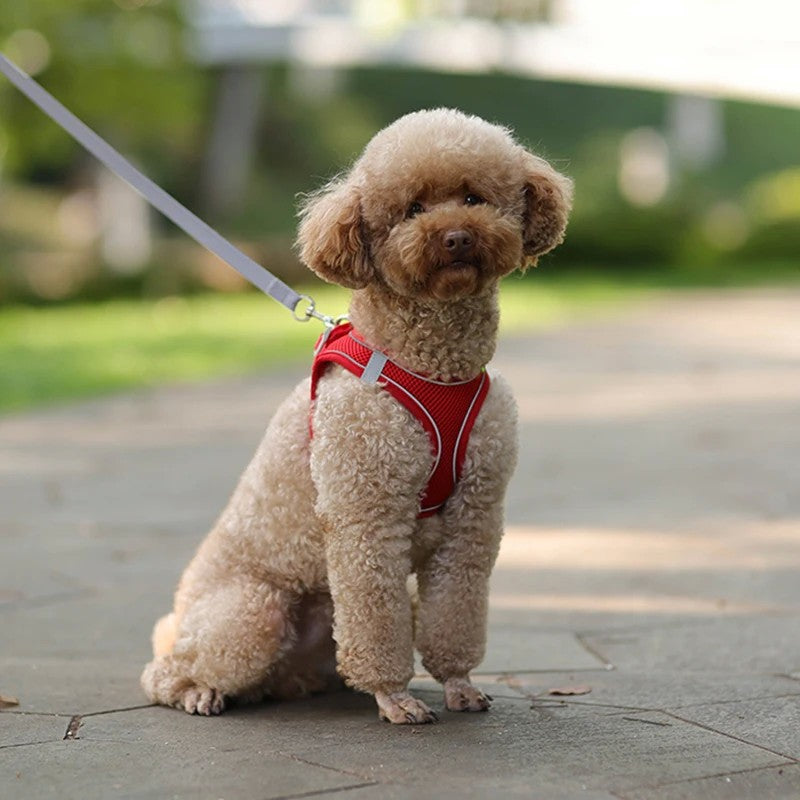 Conjunto de Arnês Ajustável para Cachorro e Gato, Colete para Cães, Trela Pet