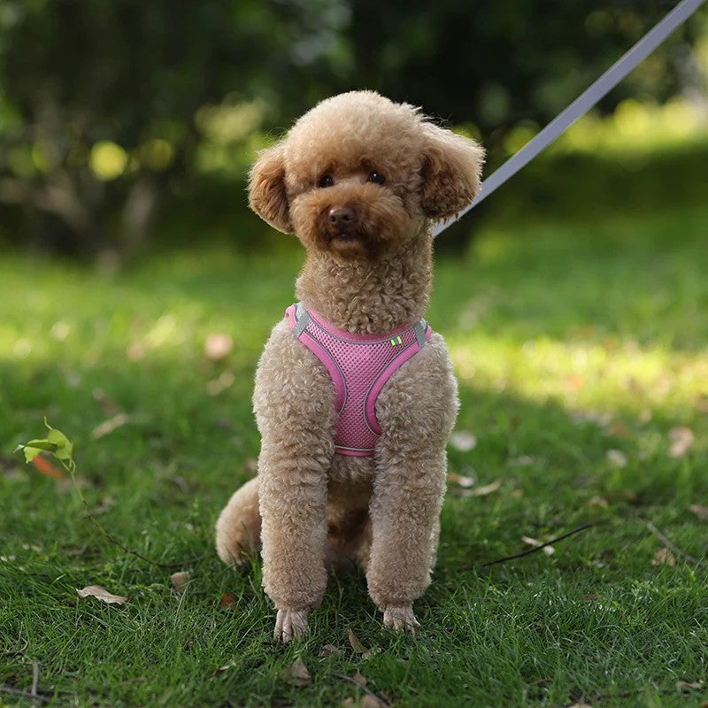 Conjunto de Arnês Ajustável para Cachorro e Gato, Colete para Cães, Trela Pet