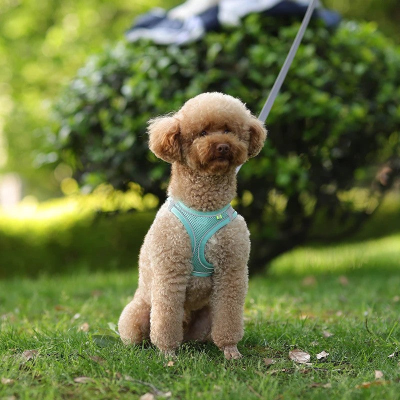 Conjunto de Arnês Ajustável para Cachorro e Gato, Colete para Cães, Trela Pet