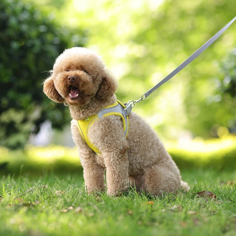 Conjunto de Arnês Ajustável para Cachorro e Gato, Colete para Cães, Trela Pet
