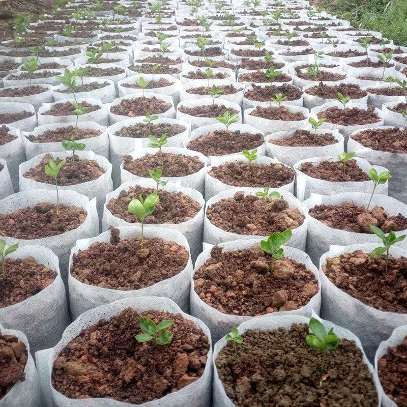 100-500 peças saco de berçário biodegradável planta crescer sacos de ferrame
