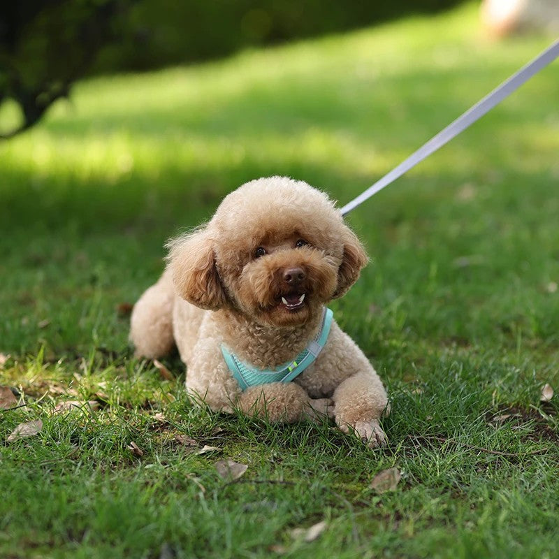 Conjunto de Arnês Ajustável para Cachorro e Gato, Colete para Cães, Trela Pet
