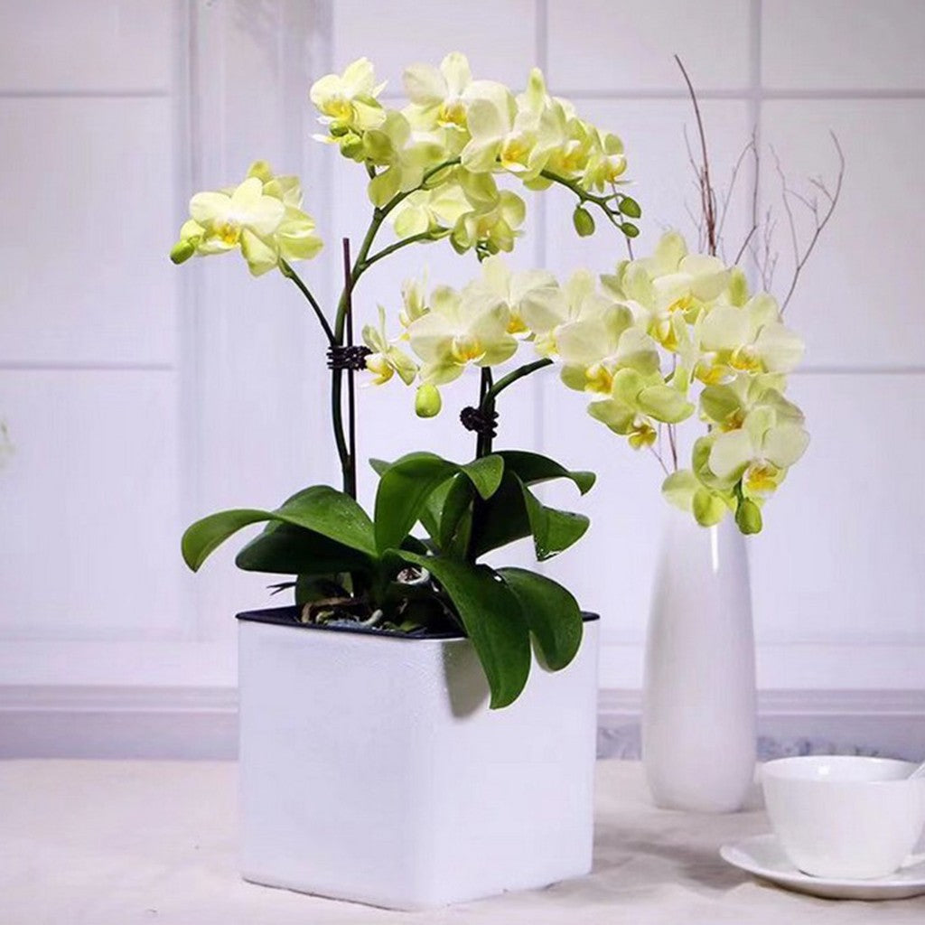 Plantador branco com rega automática, indicador de água, vaso decorativo moder